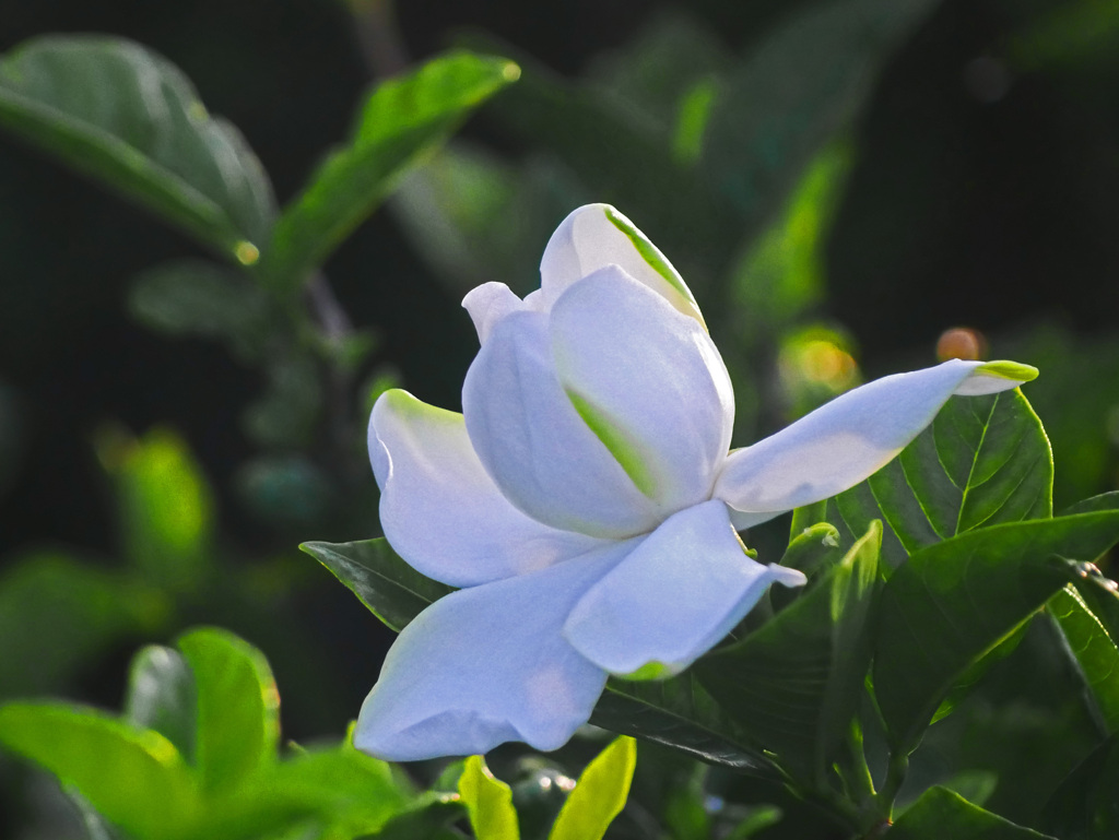 くちなしの白い花Ⅱ　P1300718zz