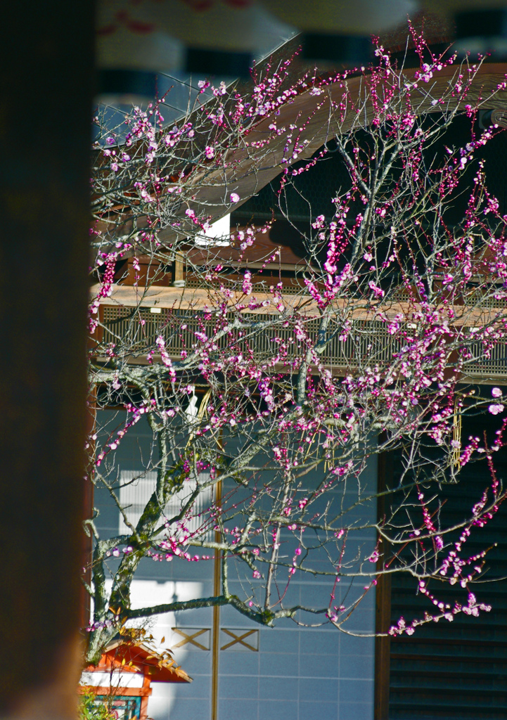 垣間見る春　IGP4726zz