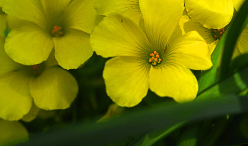 「輝く心」という花言葉　IMGP3141zz