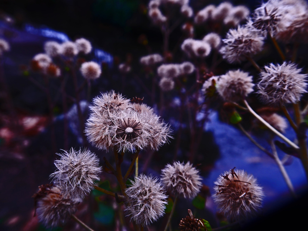 冬の花　P1520126zz