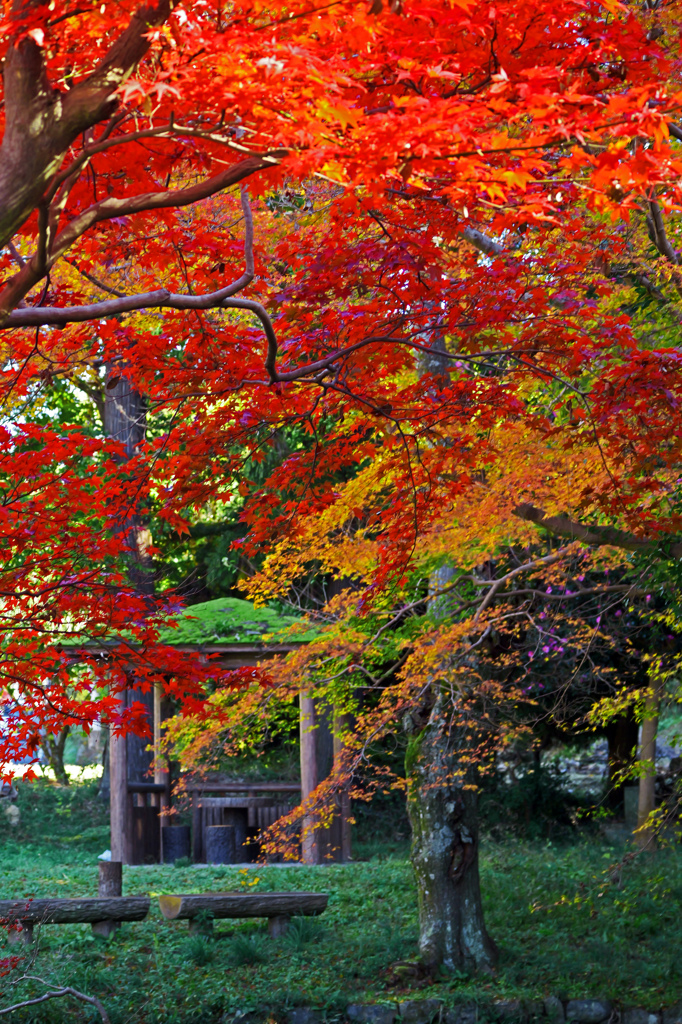 紅葉の苑　P1146496zz