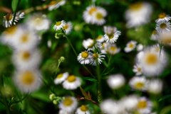 野の花　P1190910zz