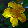 Flowers blooming in the rain　P1280279zz