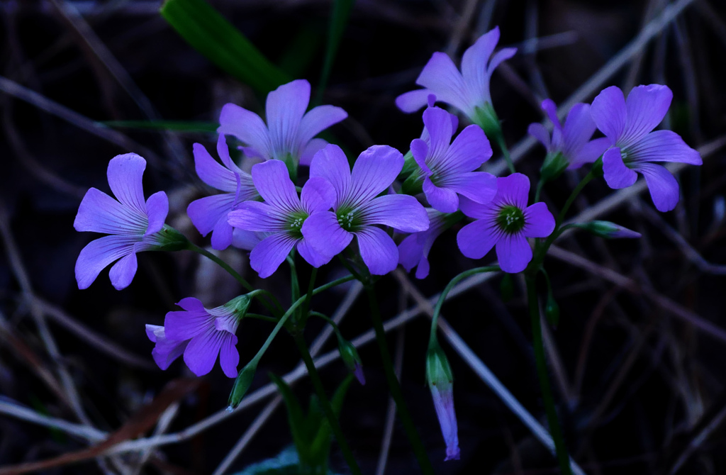 紫の花束　P1280587zzム