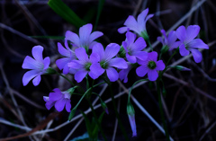 紫の花束　P1280587zzム