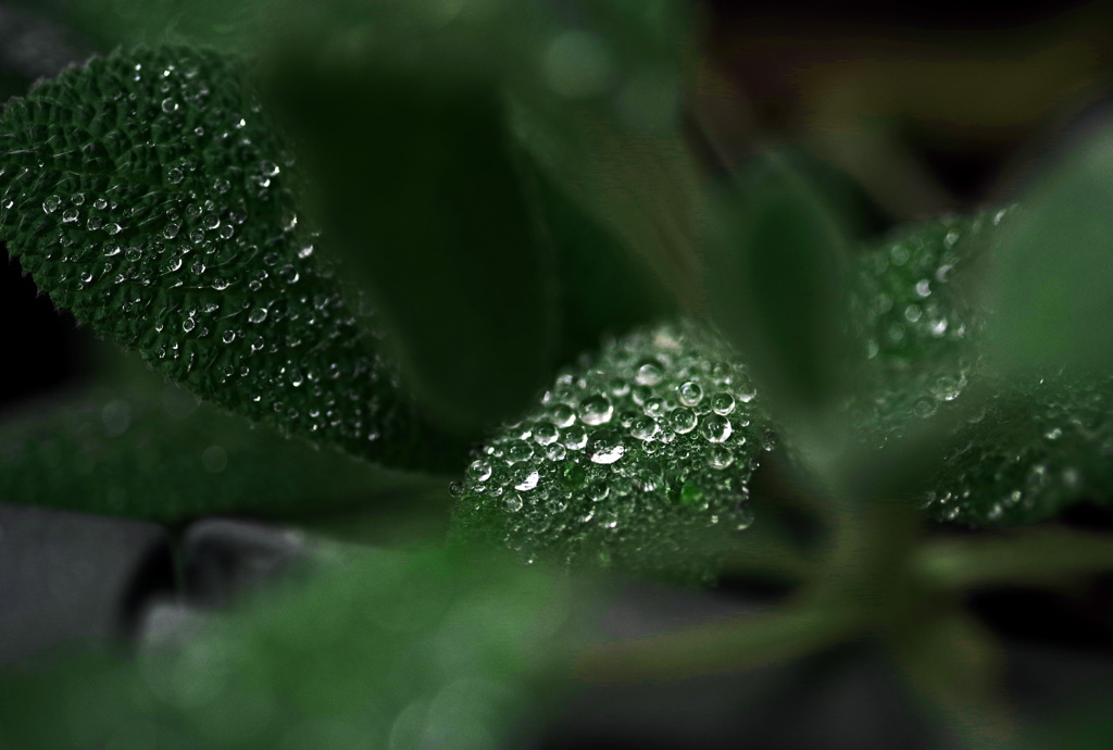 雨の贈り物　IMGP8134za