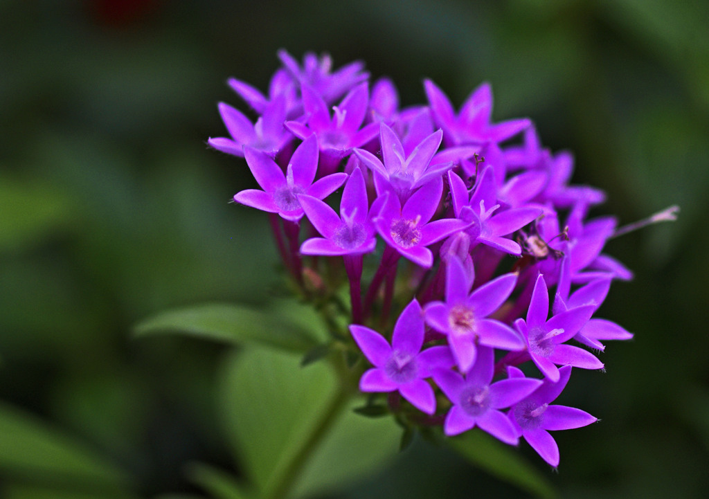 ペンタスの花　_IGP7276z