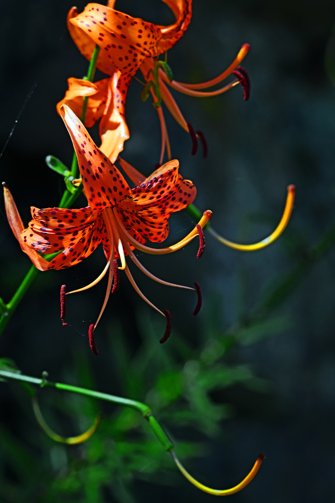 そろそろ終焉　P1011717zz