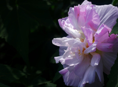 酔芙蓉　P1220875zz