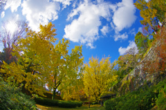 晩秋の景　IMG9237zz