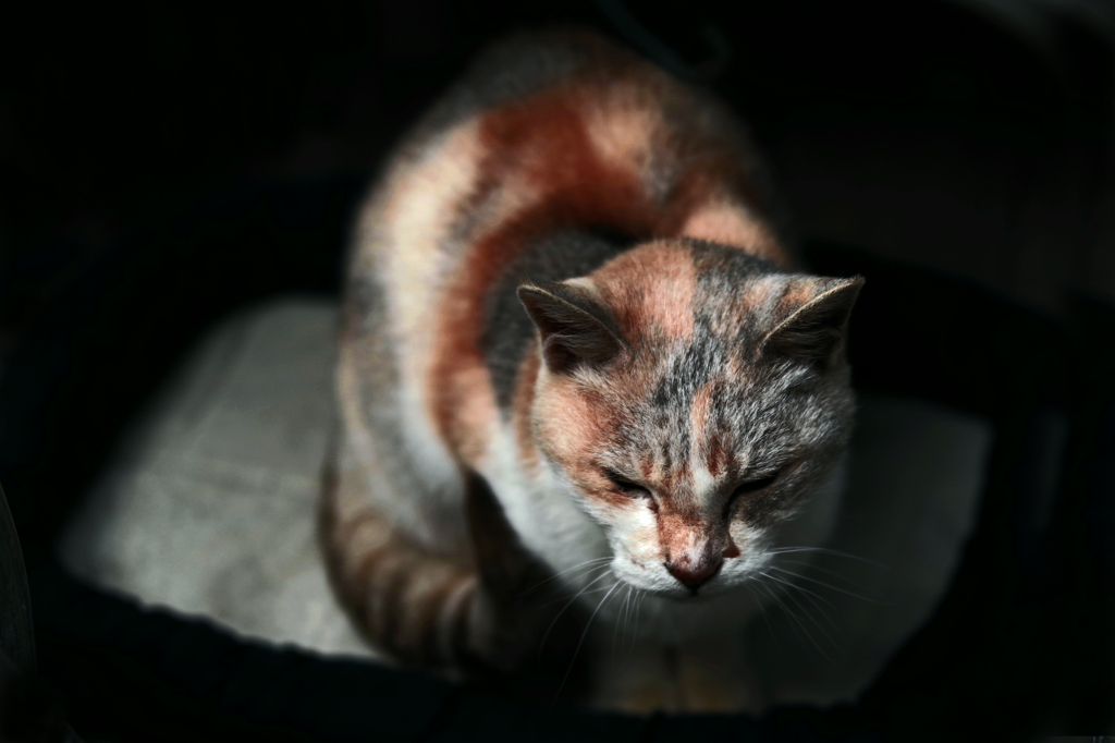 眠り猫　IMGP1836zz