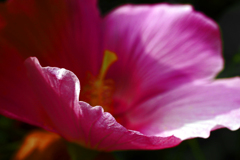 華びら　P1240642zz