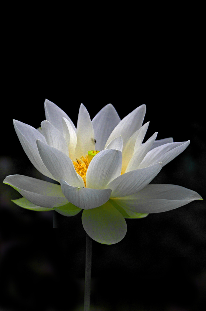 白い花　IGP7138zz