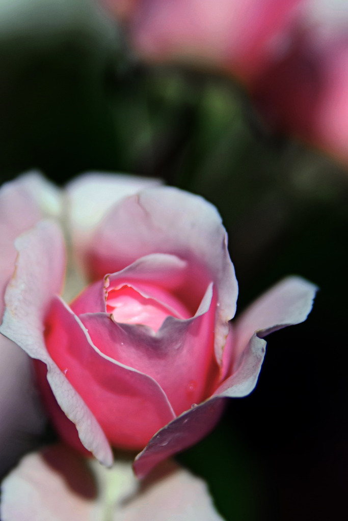 Pink rose　IMGP5252zz