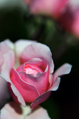 Pink rose　IMGP5252zz