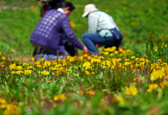 春の摘み草　P1150478zz