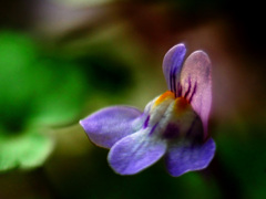 ツタバウンラン　P1200213zz