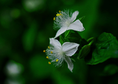 野博多唐草　P1410106zz