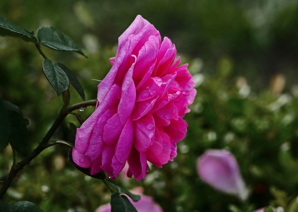 花のお辞儀　P1530650zz