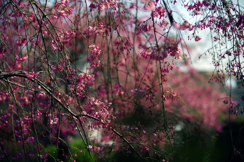 春　愁　IMGP3762zz