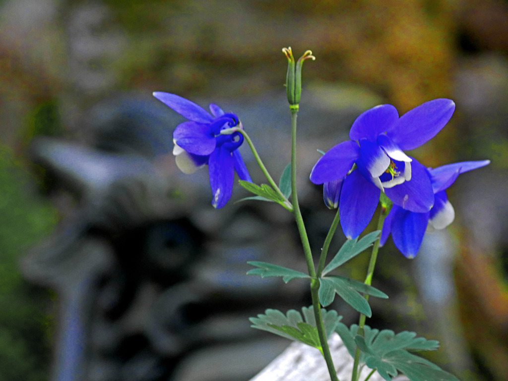 オダマキと鬼瓦　P1200160zz