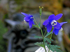 オダマキと鬼瓦　P1200160zz