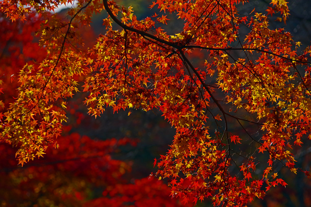 深紅の天蓋　IMGP1637zz