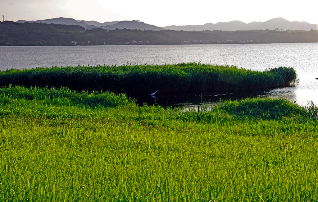 朝の陽　IMGP5367zz