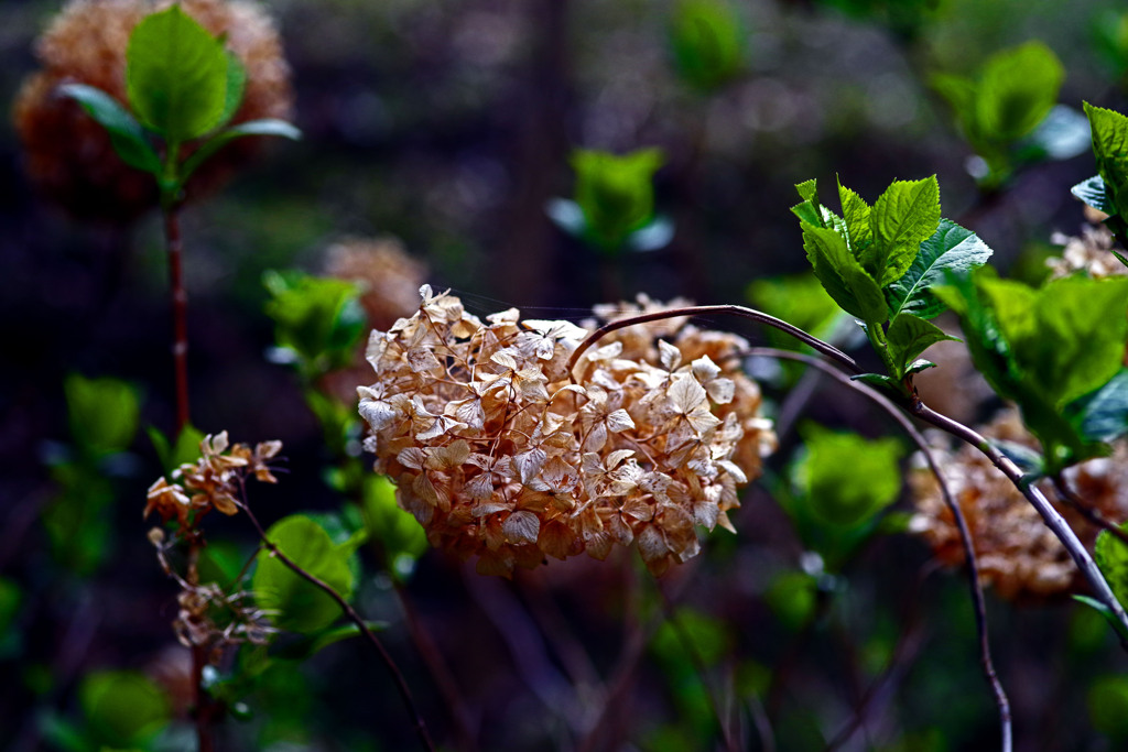 ドライフラワーと芽吹き　IMGP2948zz