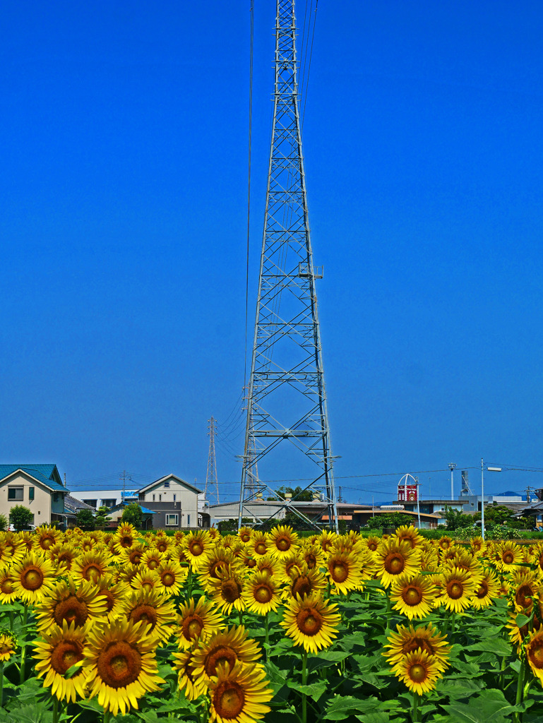 鉄塔と向日葵畑　P1610137zz