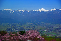 残雪と桜　IMGP3905zz