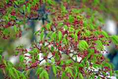 目覚め　IMGP0922zz