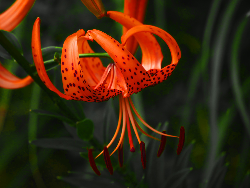 オニユリ　P1600242zz