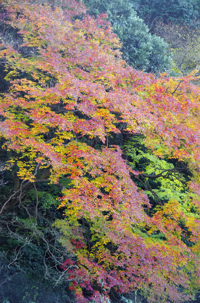 師走の紅葉狩り　_IGP4248zz