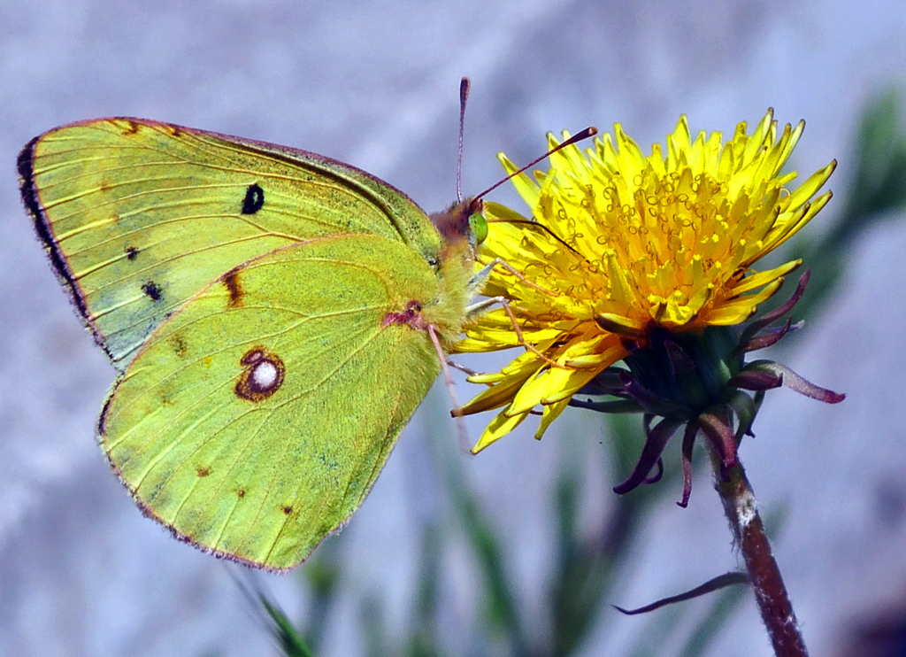 モンキチョウとタンポポ　P1280997zz
