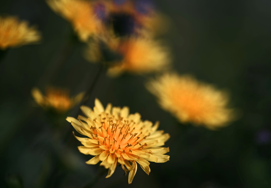 Dandelions　IMGP2623zz