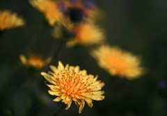 Dandelions　IMGP2623zz
