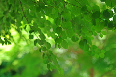 皐月の陽射し　IMGP7645zz