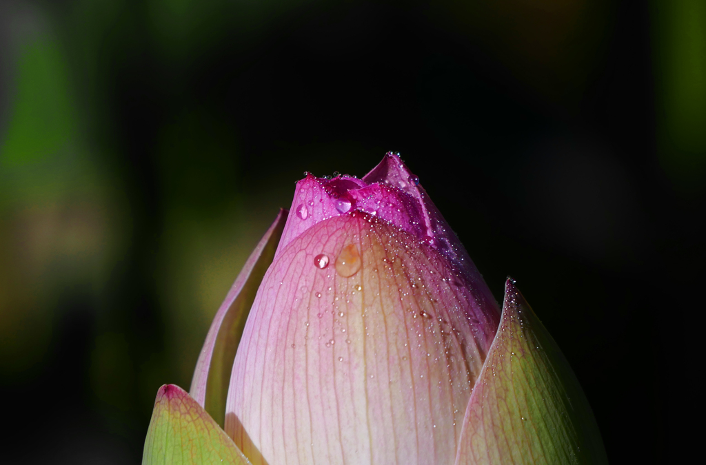 朝露キラリ　P1210052zz