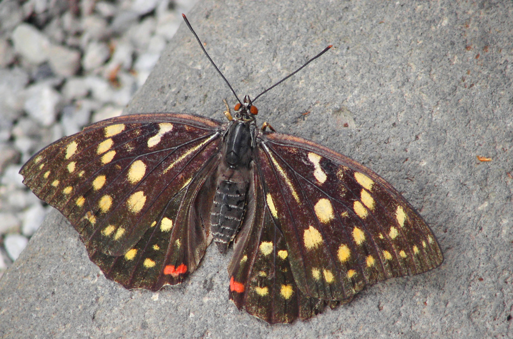 国蝶オオムラサキ♀　5632z