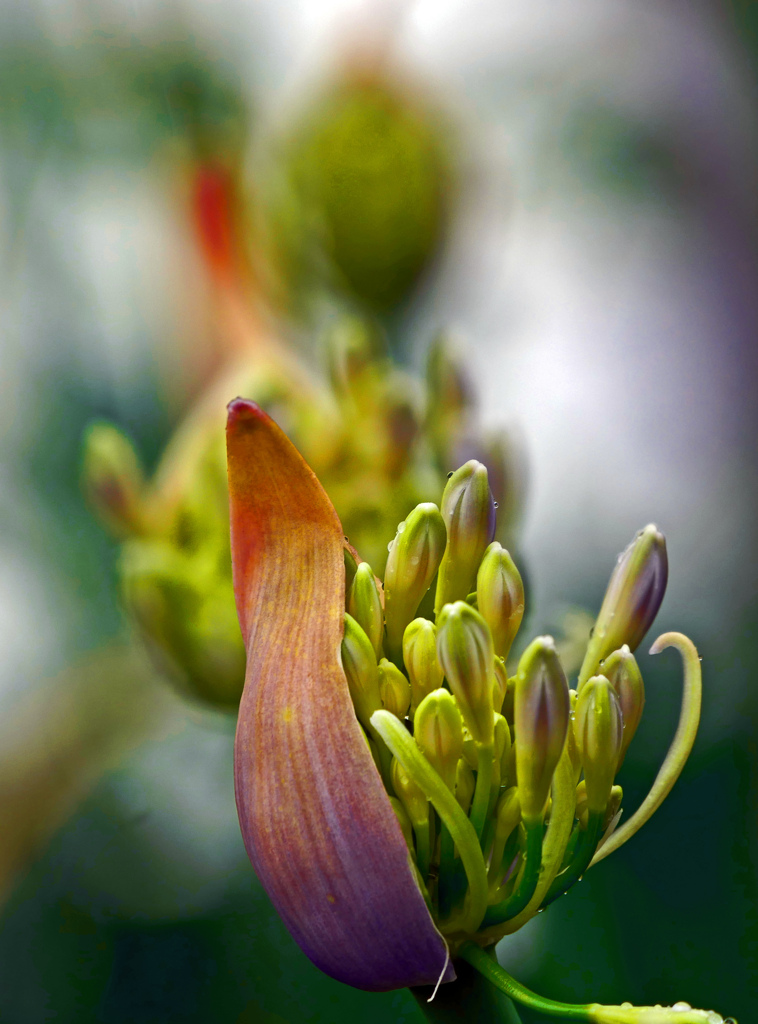 もうすぐ咲きます　P1540092zz