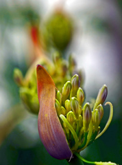 もうすぐ咲きます　P1540092zz