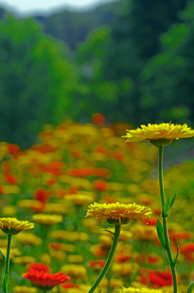 背比べ　IMG8549zz