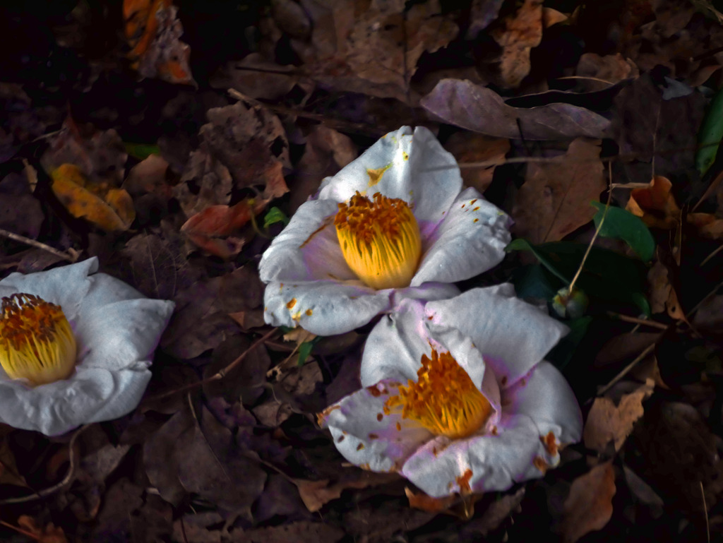 散り椿　P1490716zz