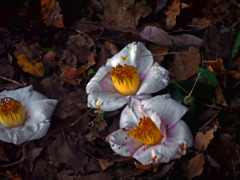 散り椿　P1490716zz