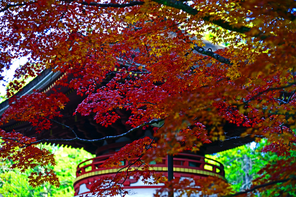 紅に燃える金輪塔 　IMGP0683zz