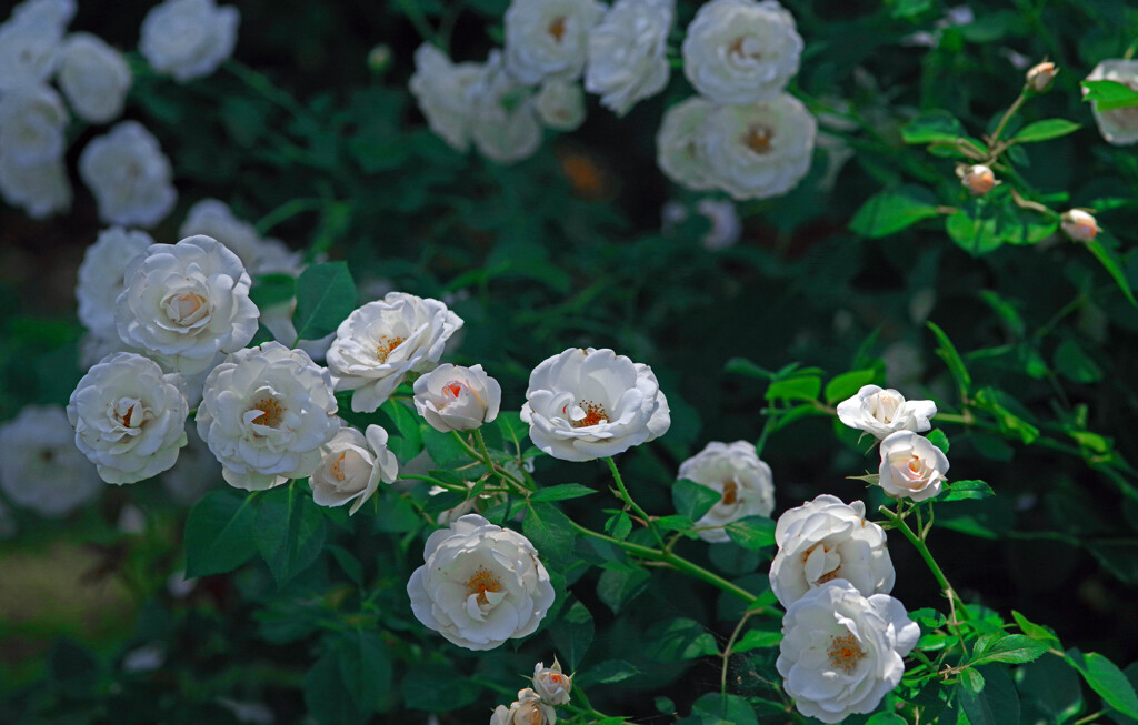 白き薔薇たち　IMGP7725zz