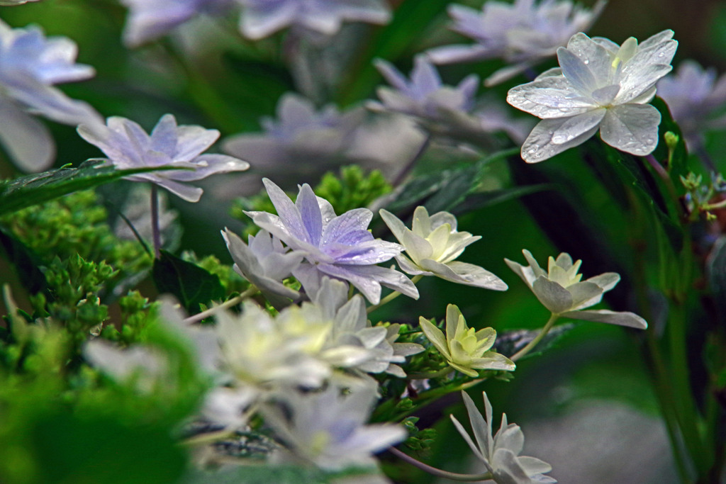 その名は「花火」　IMGP7919zz