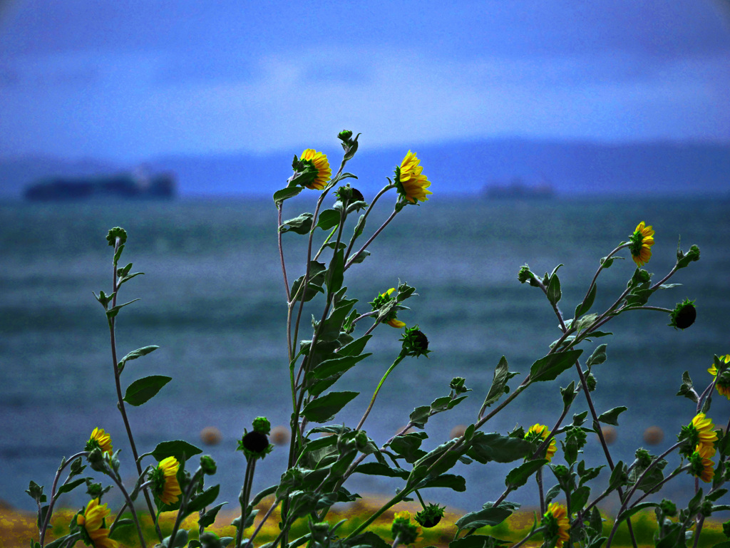 台風近し　P1670836zz