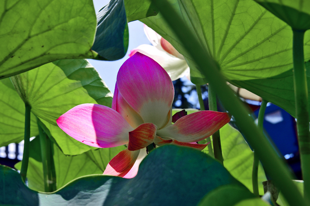 傘の下　IGP4838zz